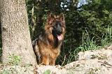 BERGER ALLEMAND 022